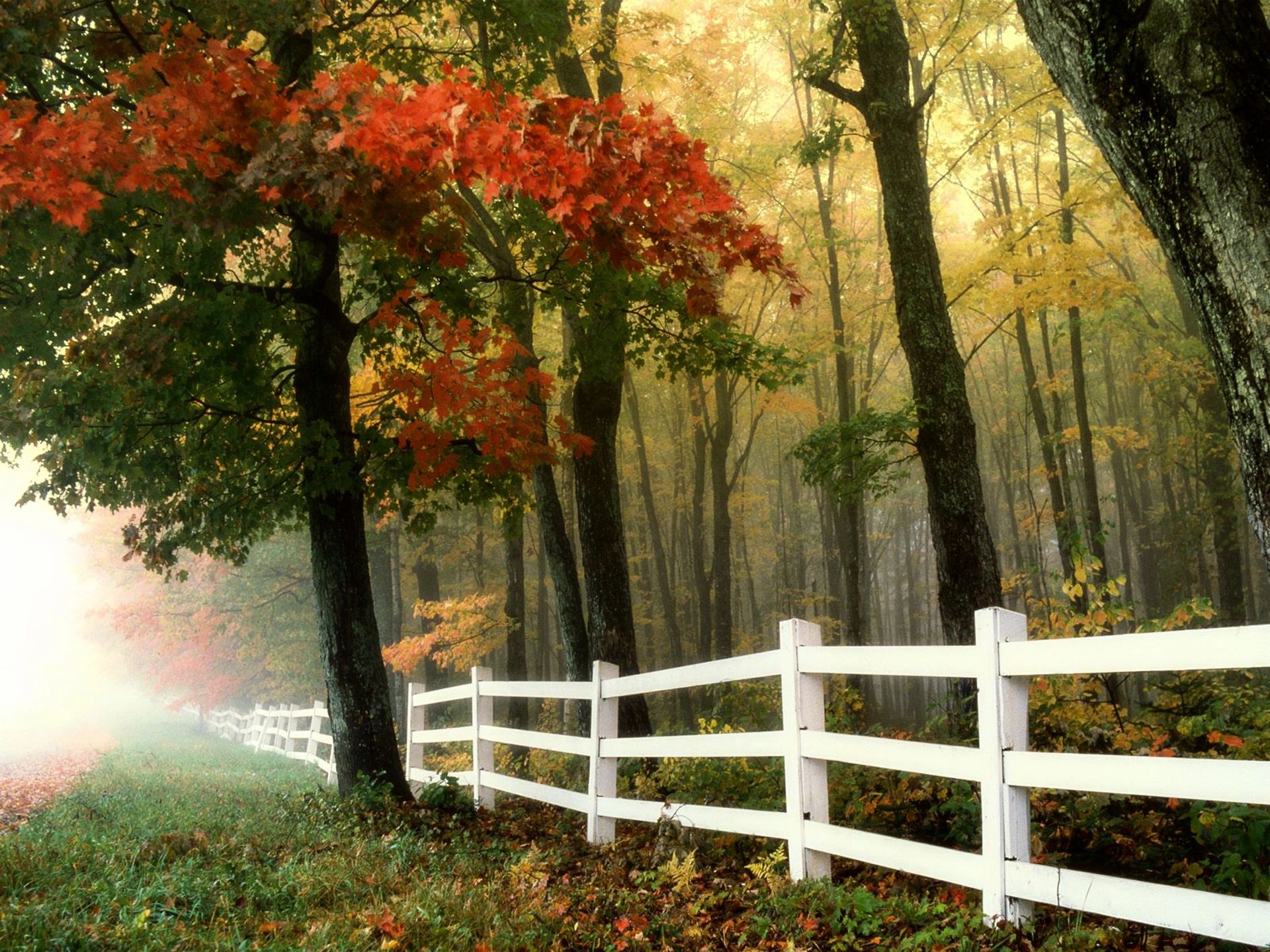 Forest with color changing foliage and white fence.